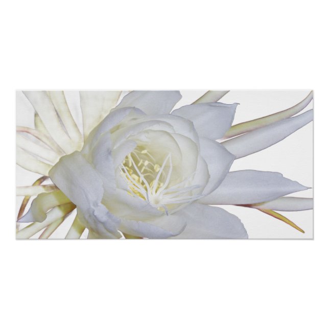 Póster Staghorn Fern (Anverso)