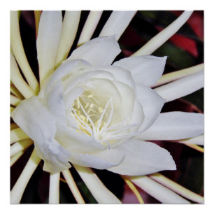 Póster Staghorn Fern