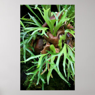 Póster Staghorn Fern