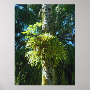 Póster Staghorn Fern