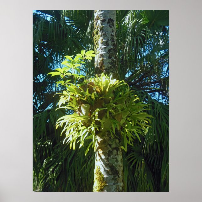 Póster Staghorn Fern (Frente)