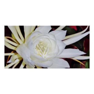 Póster Staghorn Fern