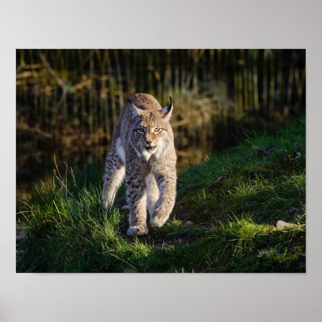 Póster Stalking Lynx (Frente)