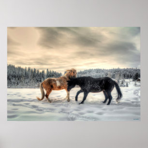 Póster Stallies de Pinto y Percheron en la nieve