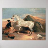 Stallion árabe