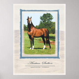 Póster Stallion árabe