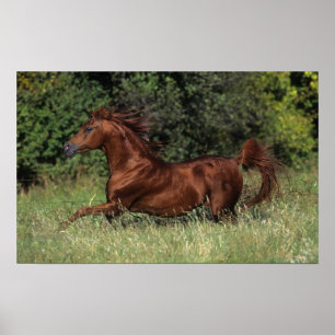 Póster Stallion árabe corriendo en la hierba