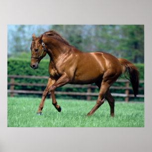 Póster Stallion arado, Irlanda