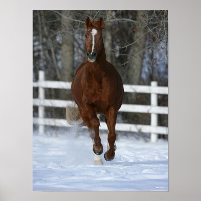 Póster Stallion De Traje De Castaño En La Nieve (Frente)
