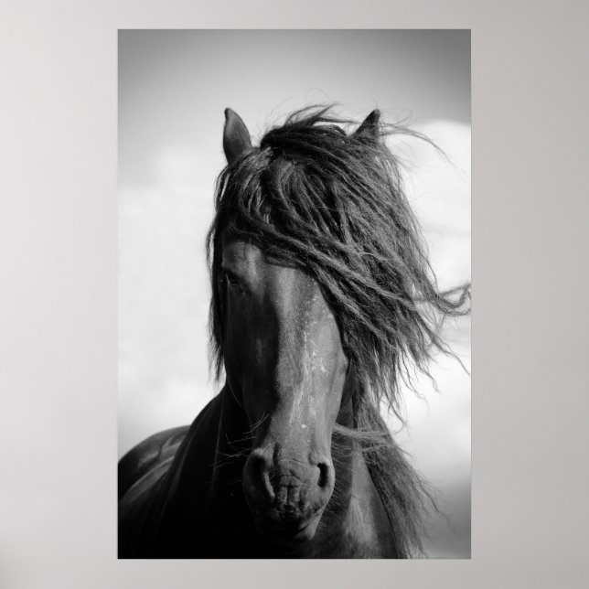 Póster Stallion frisón en el viento. (Frente)