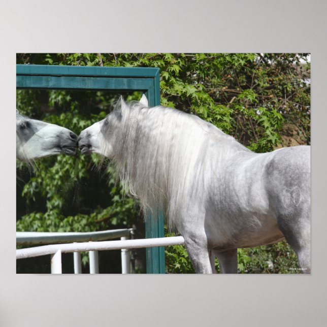 Póster Stallion Gris Andaluz Mirando Espejo (Frente)