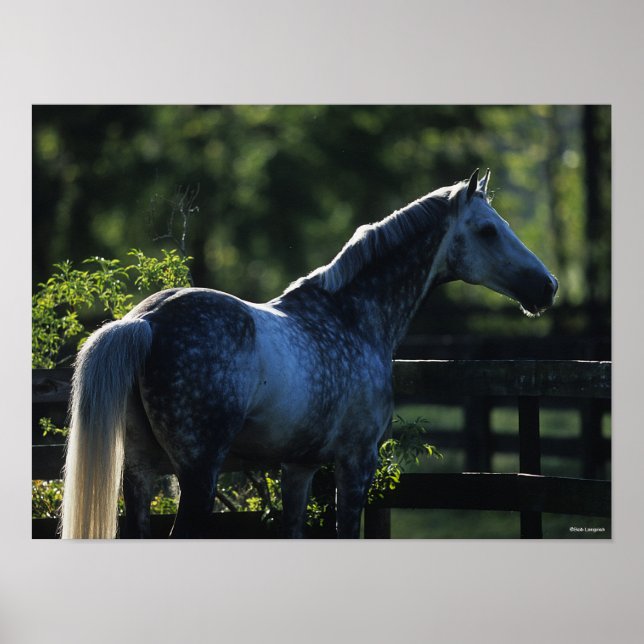 Póster Stallion Hanoverian del rucio del rucio (Frente)