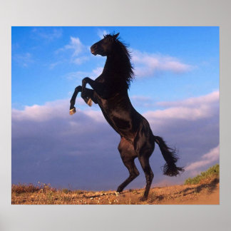 Póster Stallion negro