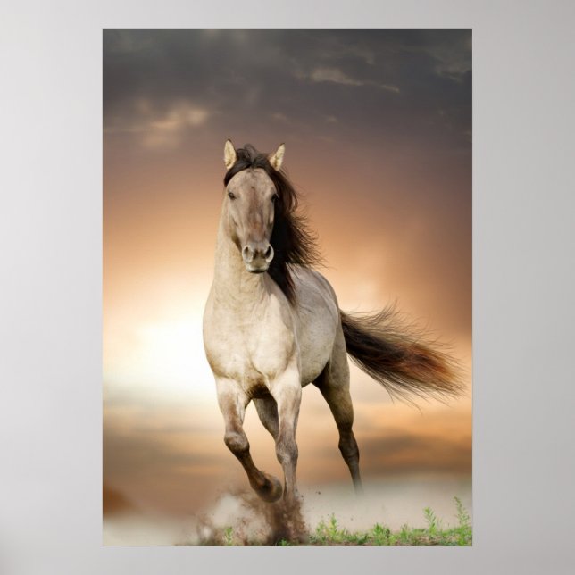 Póster Stallion salvaje corriendo al atardecer (Frente)