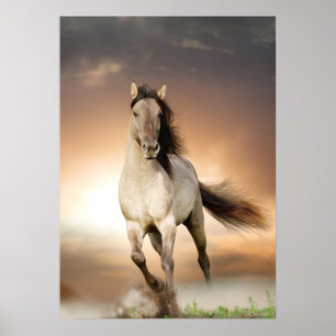 Póster Stallion salvaje corriendo al atardecer