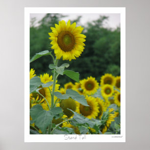 Póster Stand Tall