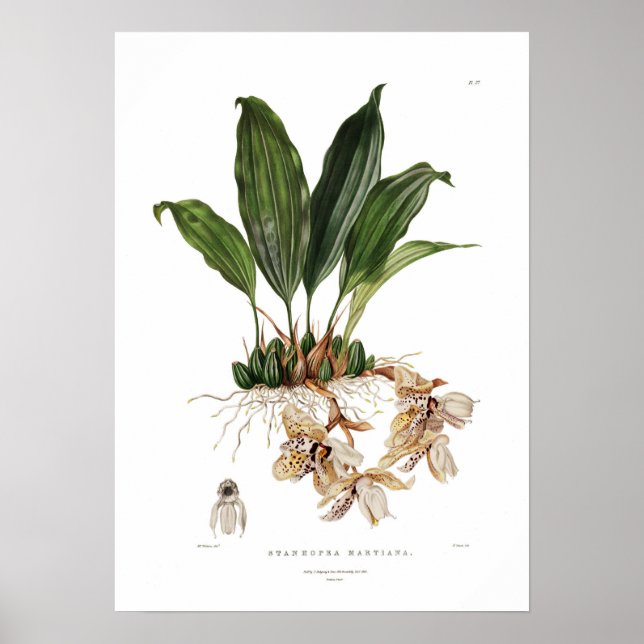 Póster Stanhopea martiana de Augusta Innes Withers. (Frente)