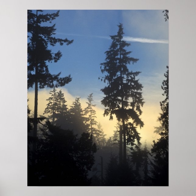 Póster Stanley Park, bosques, niebla de capa marina que s (Frente)