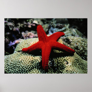 Póster Star Fish   Mar Rojo