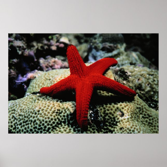 Póster Star Fish | Mar Rojo (Frente)