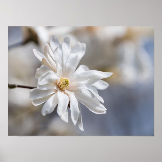 Póster Star Magnolia Bloom (Frente)
