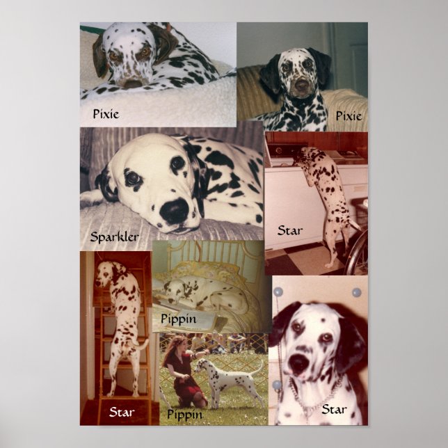 Póster Star, Pippin, Sparkler & Pixie (Frente)