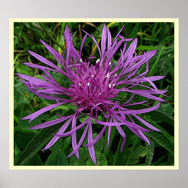 Póster Star Thistle (Frente)
