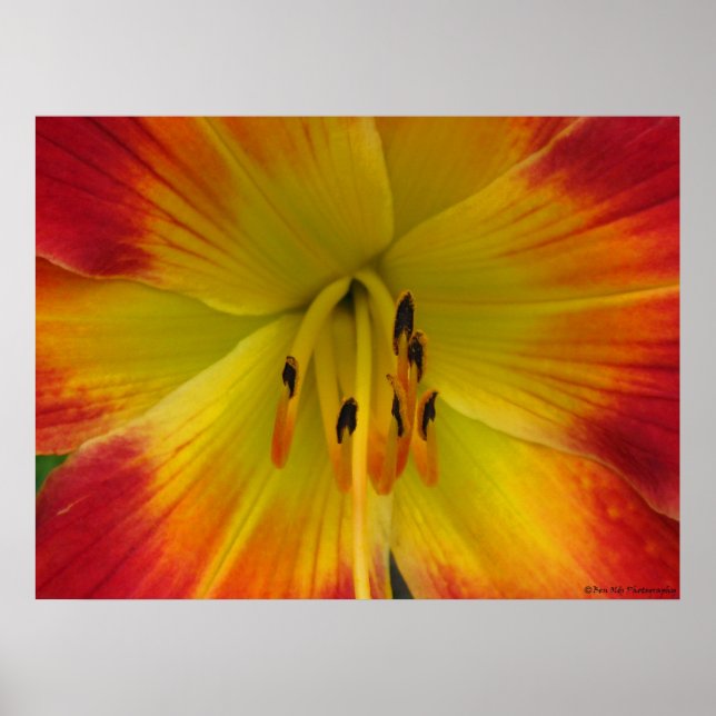 Póster Starburst Lily (Frente)