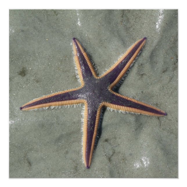 Póster Starfish (Anverso)