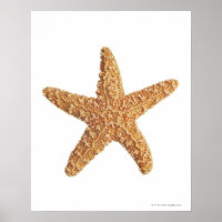 Starfish aislado en blanco