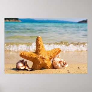 Póster Starfish and Seashells en la playa