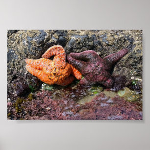 Póster Starfish en Bob Creek, OR