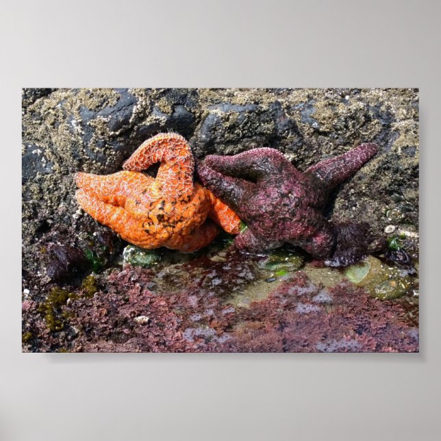 Póster Starfish en Bob Creek, OR (Frente)