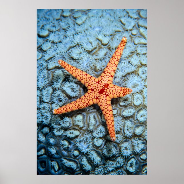 Póster Starfish En Un Coral Con Polillas (Frente)