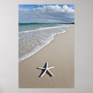Póster Starfish On A Remote Beach