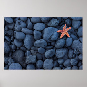 Póster Starfish On Black Rocks Along The Coast   Iceland