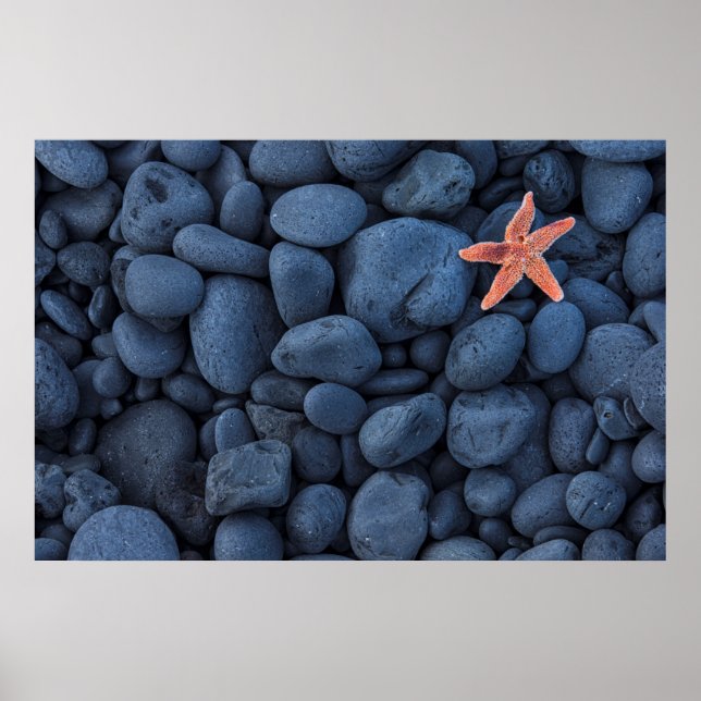 Póster Starfish On Black Rocks Along The Coast | Iceland (Frente)