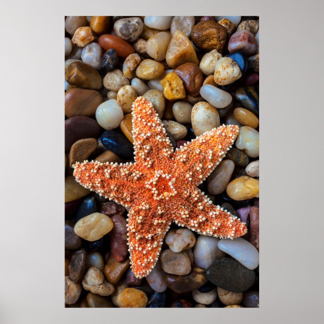 Póster Starfish On Rocks (Frente)