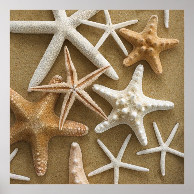 Póster Starfish On The Sand (Frente)