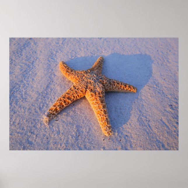 Póster Starfish On White Sand (Frente)