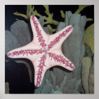 Póster Starfish rosa