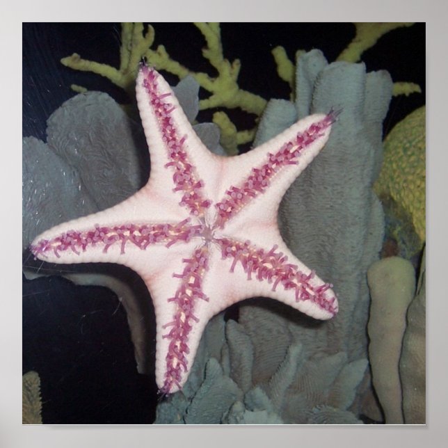 Póster Starfish rosa (Frente)