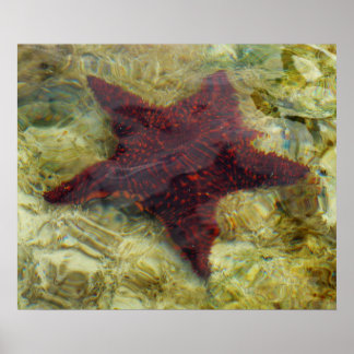 Póster Starfish submarino en Bahamas