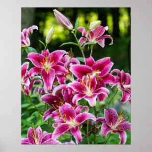 Póster Stargazer Lilies