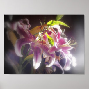 Póster Stargazer Lilies #20
