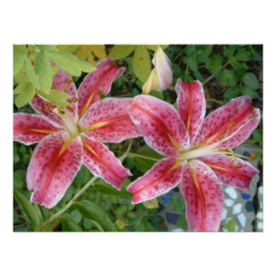 Póster Stargazer Lilies Garden Floral