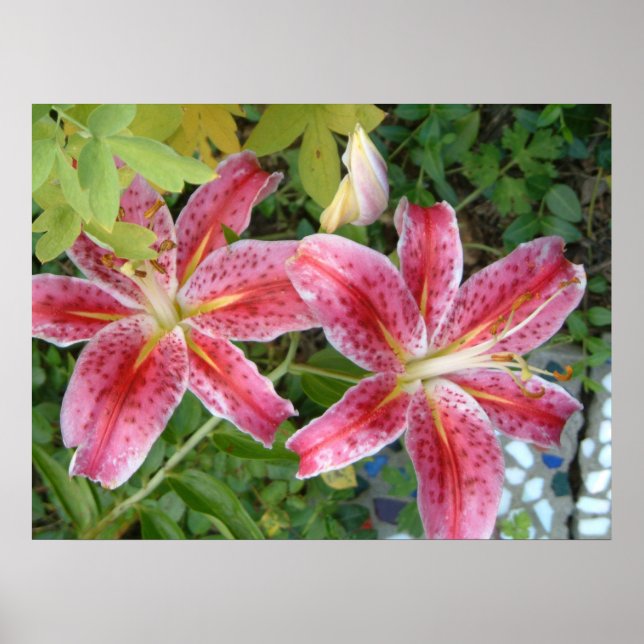 Póster Stargazer Lilies Garden Floral (Frente)