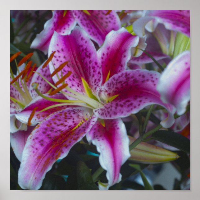Póster Stargazer Lilies Pink & Magenta (Frente)