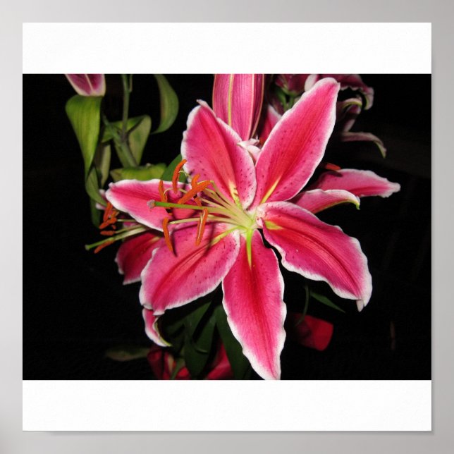 Póster Stargazer Lilly (Frente)