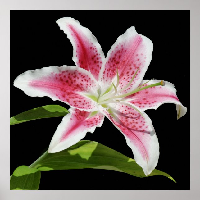 Póster Stargazer Lily (Frente)